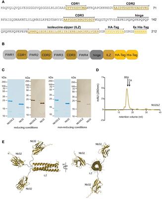 Trimeric Bet v 1-specific nanobodies cause strong suppression of IgE binding